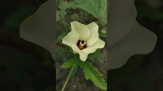 ঢেঁড়শ ফুলAbelmoschus esculentus flowers vegetables food beautiful beauty garden nature [upl. by Leibman]