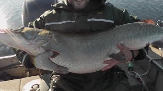 biggest muskie ever caught on video RETURN OF THE SLOB Sloblandchartersca [upl. by Aetnuahs417]