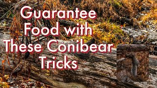 Guarantee Food with These Conibear Tricks with Dave Canterbury [upl. by Gnut]