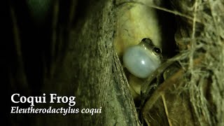 Coqui Frogs Calling in Puerto Rico [upl. by Isleen]