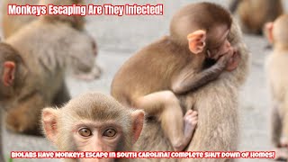 Biolabs Have Monkeys Escape In South Carolina Complete Shut Down Of Homes [upl. by Zandra822]