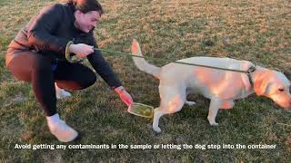 Small Animal Midstream Voided Urine Collection for Urinalysis AVMA Task Kelsey Ripp [upl. by Vallie]