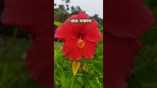 Good morning santi garden ytshorts goodmorning ytshorts gardening subscribe support shorts [upl. by Noirret178]