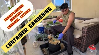 Transplanting Broccoli Cabbage Lettuce Reusing Old potting Soil Recipe Sowing More Broccoli [upl. by O'Connell854]