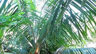 Dypsis leptocheilos with emerging flower [upl. by Inalial]