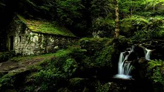 Sonidos de Grillos para Dormir Pensar Meditar Sonido Relajante 100 Real de la Naturaleza [upl. by Soinotna546]