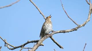 Mesmerizing Melodies Of The Song Thrush [upl. by Segal]