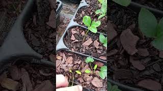 Propagating hellebores Helleborus propagation helleborus [upl. by Fawcett20]