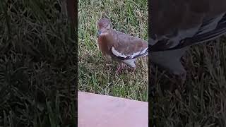 The Stunning Whitewinged Dove birds dove [upl. by Assenay]