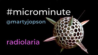 microminute 30 diatoms amp radiolaria [upl. by Malanie]