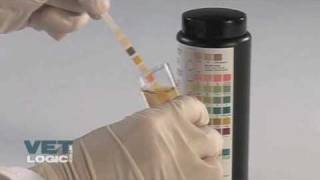 Urine test strip [upl. by Nylessej99]