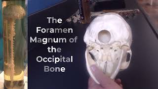 LIVE Axial Skeleton Anatomy Review for Practical Exam and Quiz Updated MSJC College 3 17 2023 [upl. by Trudie682]