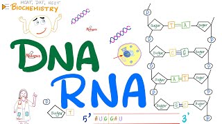 DNA amp RNA  Molecular Biology 🧬 [upl. by Larrad]