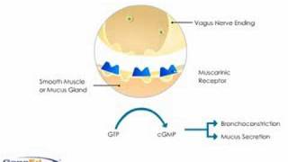 Anticholinergics mechanism of action causing bronchodilatation [upl. by Ueihtam]