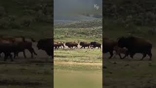 Cunning Grizzly Seizes Opportunity to Hunt Straggling Bison Calf from Fleeing Herd [upl. by Haase575]