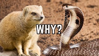 Why Do Mongoose Kill Cobra  Mongoose Vs King Cobra Fight Explained [upl. by Wystand]