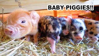 First 72 hrs with Kune Piglets Newborn Pastured Pigs [upl. by Eissirk]