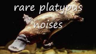 platypus noises [upl. by Shanly]