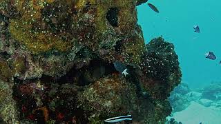 Scuba Diving from the Marshall Islands Kwajalein Atoll Eller Lagoon Side 29 September 2024 [upl. by Arodal407]