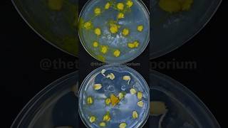 How Does Slime Mold Eat [upl. by Kensell]