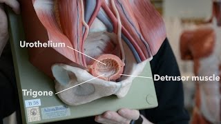 Bladder Anatomy [upl. by Courtney]