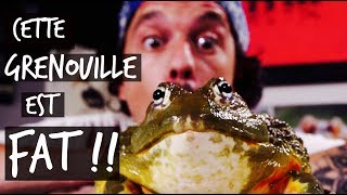 CETTE GRENOUILLE EST FAT  TOOPET [upl. by Retrac]