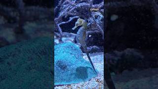 Seahorse in the Oceanographic Museum in Monaco [upl. by Nylleoj]