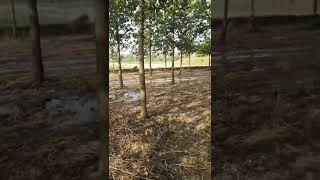 poplar ki kheti 2 year poplar tree age [upl. by Gayner]