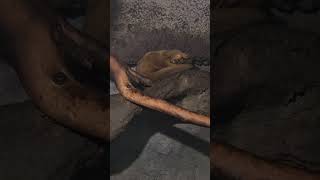 Adorable Little Kinkajou Taking a Nap So Cute [upl. by Adihaj]