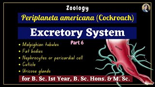 Periplaneta americana cockroach  Excretory System  Part 6  Zoology  B Sc Ist Year [upl. by Eirrotal837]