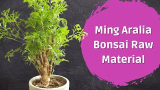 Ming Aralia Bonsai  PreBonsai [upl. by Eisele]