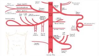 Abdominal Aorta Branches [upl. by Adnuhs255]