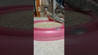 Smelling Biting Playing So Cute cutecat bodeyourboykitty shortsvideo [upl. by Ellahcim359]