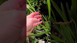 Brassavola Nodosa spotlight plantastix orchidspotlight nodosa orchid BetterGro [upl. by Inneg]