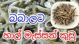 Dried Sprats for 7 months babies II මාස 7 බබාලට හාල් මැස්සන් කුඩු [upl. by Worl]