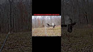 Successful hunted hunting deer deerhunting [upl. by Zoller]