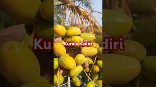 Kurma Kediri kurmakediri ketahananpangansuperfood stockfood pertanian 4u datepalm fyp viral [upl. by Inimod219]