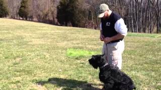 Giant Schnauzer quotColtquot For Sale Personal Protection Home Protection Guard Dog Obedience [upl. by Netsrik207]