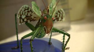 Giant Arid Land Katydid Neobarrettia spinosa ruffles wings [upl. by Claire595]