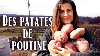 CULTURE GROSSES POMMES DE TERRES BIOLOGIQUE pour les nuls sous le foin PERMACULTURE QUEBEC [upl. by Viglione701]