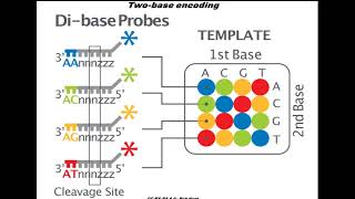 Sequencing by oligonucleotides ligation and detection SOLiD [upl. by Nyrak]