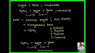 7 Nucleic acidDNARNANucleosideNucleotideVitamins [upl. by Aramaj560]