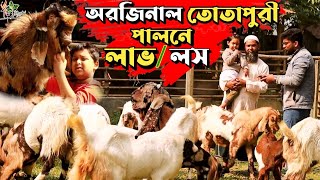 ১০০ তোতাপুরি ছাগলের খামারের সকল তথ্য  জেনে বুঝে খামার করুন Totapuri goat farming  Sagoler khamar [upl. by Vihs]