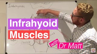 Two Minutes of Anatomy Infrahyoid Muscles [upl. by Ahsrav]