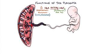 Understanding the Placenta [upl. by Love]