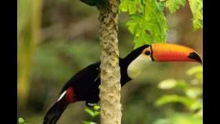 Sounds of Nature Amazon Rainforest [upl. by Ayanal836]