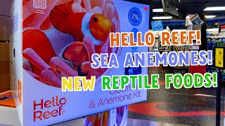 HelloReef INSTOCK  ANEMONES  BEE POLLEN  BUTTERWORMS  DERMESTID CLEANER CREW  LOCAL REPTILES [upl. by Marlon]