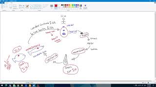 4 intestinal flukes  Heterophyes heterophyes [upl. by Erbma]