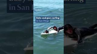 🦭🏄🏻🌊 Sammy the baby seal goes surfing in San Diego usa ytshorts [upl. by Bondon8]