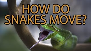 The Science of Snake Movement [upl. by Lebanna]